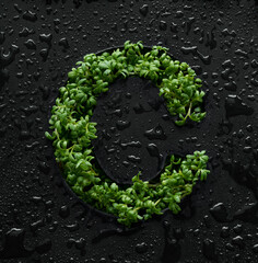 Fototapeta premium Capital letter is created from young green arugula sprouts on a black background covered with water drops.