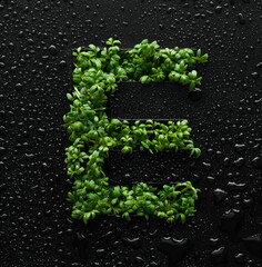 Capital letter is created from young green arugula sprouts on a black background covered with water...