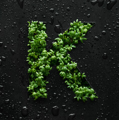 Capital letter is created from young green arugula sprouts on a black background covered with water drops.