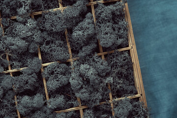 Reindeer moss in a wooden box on a blue fabric surface. The cells of a wooden box are densely filled with dark lichen. Floral decor.
