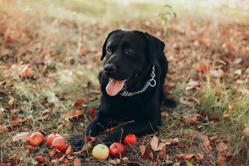 black labrador dog lies on yellow grass with fallen leaves. autumn photo. dog and apples