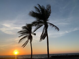 Obraz premium The dates tree view with blue sky beside the sea 