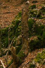 ramo verticale nel bosco