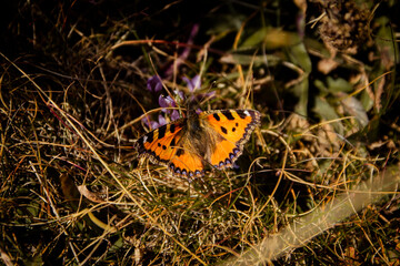 butterfly on the dry grass