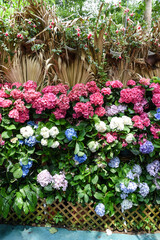 Fototapeta na wymiar Hydrangeas blooming in Taiwan in June in the garden