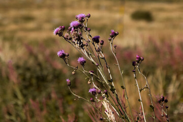 field of flowers