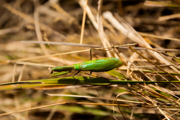 Green mantis in the field