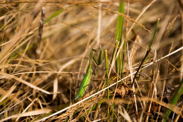 Green mantis on the dry grass