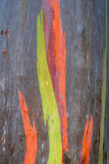 Closeup vertical view of natural colorful bark of eucalyptus deglupta aka rainbow eucalyptus,...