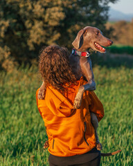 Young beautiful woman in a green meadow carrying her pet Weimaraner dog in her arms. A happy Weimaraner and a girl walking on a beautiful warm and sunny day as best friends. - 781240158
