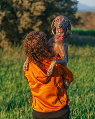 Young beautiful woman in a green meadow carrying her pet Weimaraner dog in her arms. A happy Weimaraner and a girl walking on a beautiful warm and sunny day as best friends. - 781240159