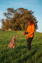 Young beautiful woman in a green meadow showing her pet, a Weimaraner breed dog. Weimaraner and a girl enjoying a beautiful warm and sunny day as best friends. - 781240353