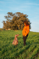 Young beautiful woman in a green meadow showing her pet, a Weimaraner breed dog. Weimaraner and a girl enjoying a beautiful warm and sunny day as best friends. - 781240391
