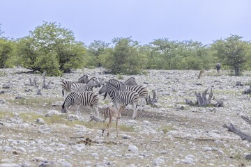 Picture of a group of zebras at a waterhole in Etosha Nationalpark in Namibia - obrazy, fototapety, plakaty