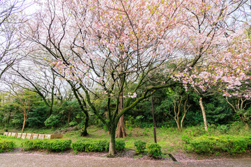 Obraz premium 水辺で満開に咲く美しいソメイヨシノ（桜）。桜の名所、日本国神奈川県横浜市鶴見区、三ツ池公園にて。 2024年4月7日撮影。Beautiful Someiyoshino sakura (Cerasus x yedoensis, cherry blossom) trees in full bloom by the water.At Mitsuike Park, Tsurumi Ward,