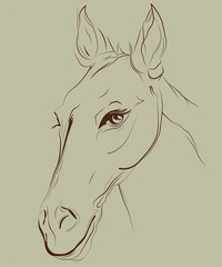 Horse Line Art & Illustration
