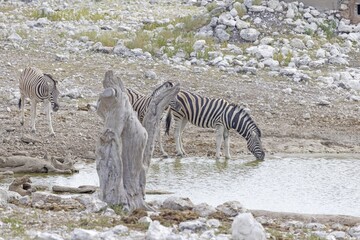Picture of a group of zebras at a waterhole in Etosha Nationalpark in Namibia