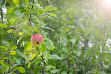 Green apples growing on tree branch in a garden