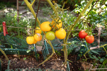 Ripe red and yellow tomatoes hanging on the branch in the garden.