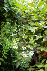Liana Schisandra Chinesis clusters with ripe red berries and green leaves growing in the garden