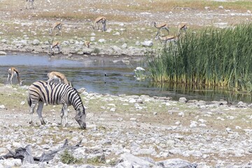Fototapeta na wymiar Picture of a group of zebras at a waterhole in Etosha Nationalpark in Namibia