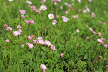 Green lawn with lot of daisy white and pink flowers