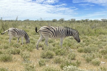 Picture of a group of zebras in the Etosha Nationalpark in Namibia - obrazy, fototapety, plakaty