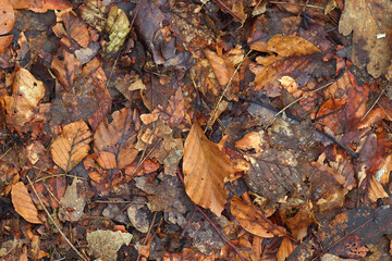 Obraz premium fallen autumn leaves