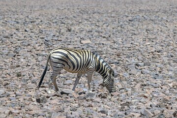 Fototapeta na wymiar Picture of a zebra standing in a dry desert area in Namibia