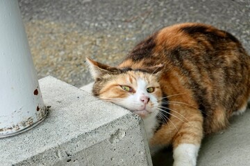 野良猫　可愛い
