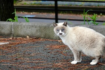 Fototapeta premium 野良猫 見つめる青い目