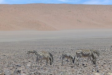 Picture of a group of zebras standing in a dry desert area in Namibia