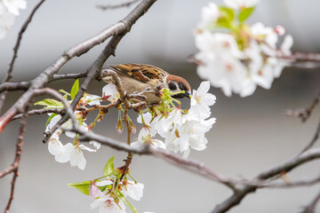 美しいソメイヨシノ（桜）の間を飛び回り盗蜜する可愛いスズメ（スズメ科）。

日本国神奈川県横浜市鶴見区、矢向一丁目公園にて。
2024年4月7日撮影。

Lovely Tree Sparrow (Passer montanus : family comprising sparrows) flitting among the beautiful Someiyoshino sakura (Cerasu
