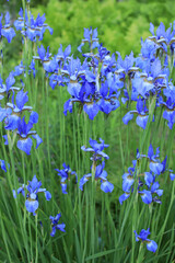 Blue swamp iris flowers on a green meadow in spring garden