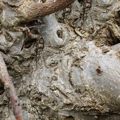 Gnarled tree trunk macro closeup