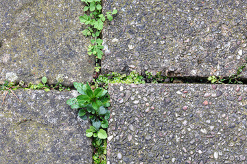 Weeds on garden paving stones closeup