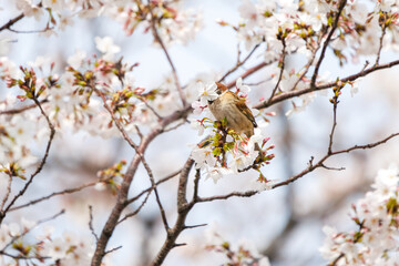 美しいソメイヨシノ（桜）の間を飛び回り盗蜜する可愛いスズメ（スズメ科）。

日本国神奈川県横浜市鶴見区、矢向一丁目公園にて。
2024年4月7日撮影。

Lovely Tree Sparrow (Passer montanus : family comprising sparrows) flitting among the beautiful Someiyoshino sakura (Cerasu