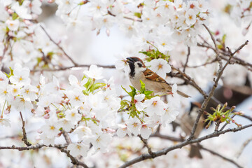 美しいソメイヨシノ（桜）の間を飛び回り盗蜜する可愛いスズメ（スズメ科）。

日本国神奈川県横浜市鶴見区、矢向一丁目公園にて。
2024年4月7日撮影。

Lovely Tree Sparrow (Passer montanus : family comprising sparrows) flitting among the beautiful Someiyoshino sakura (Cerasu