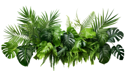 Summer tropical exotic palm leaves, hibiscus flowers. Floral tropic illustration. Jungle foliage pattern on transparent background.