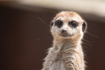 portrait of meerkat looking at camera