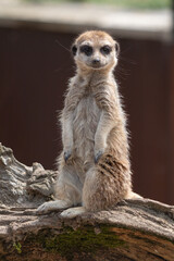 portrait of meerkat, suricate posing