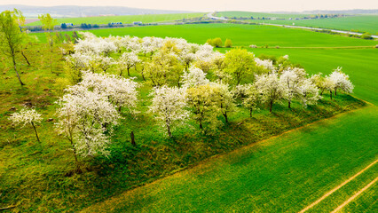 Blooming cherry trees. Orchard in spring landscape. Agriculture in European Union.
- 781249186