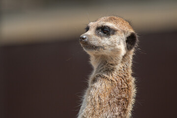 portrait of meerkat looking at camera