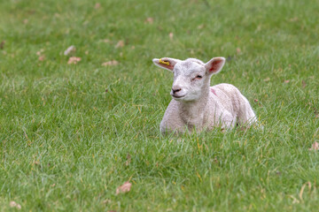 Naklejka na ściany i meble Newborn Lamb in a Meadow