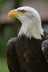 portrait of southern bald eagle