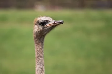 Foto op Plexiglas portrait of common ostrich being funny, communicating © Barbara C