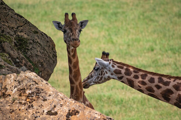 portrait of two giraffes