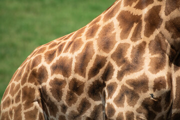 closeup of giraffe's skin and fur pattern