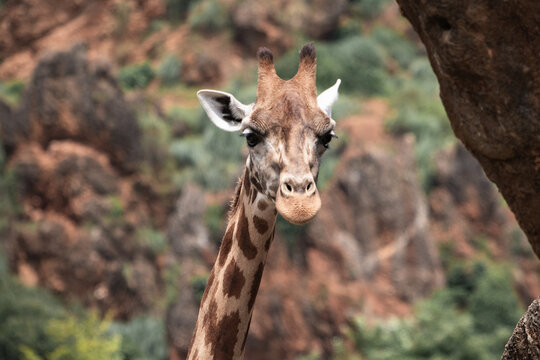 portrait of giraffe