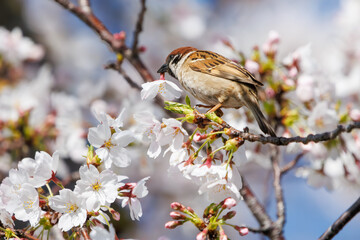 美しいソメイヨシノ（桜）の間を飛び回り盗蜜する可愛いスズメ（スズメ科）。

日本国神奈川県横浜市鶴見区、矢向一丁目公園にて。
2024年4月7日撮影。

Lovely Tree Sparrow (Passer montanus : family comprising sparrows) flitting among the beautiful Someiyoshino sakura (Cerasu